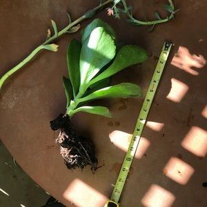 Live Kalanchoe “dragon fire” alive plant succulent